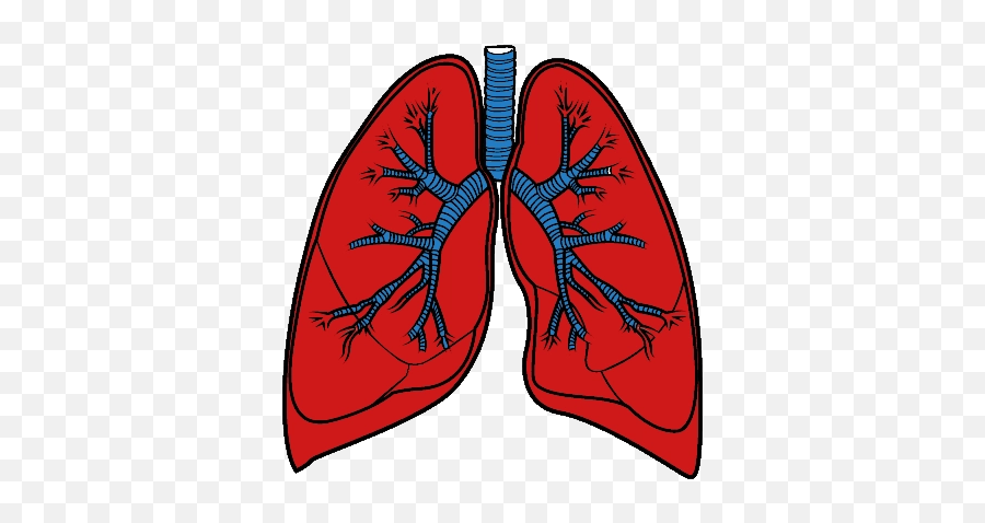 Download Free Png Lungs - Backgroundlungtransparent Dlpngcom Lungs Transparent Background,Lungs Png