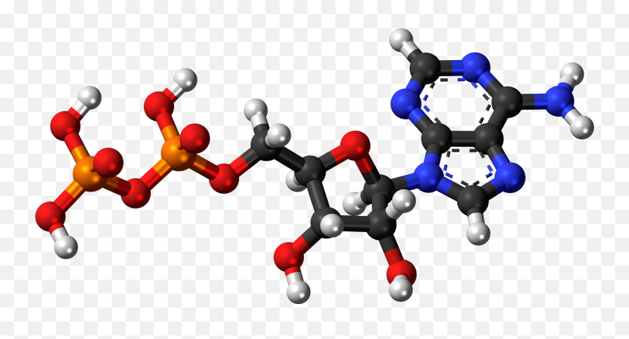 Fileadenosine - Diphosphate3dballspng Wikimedia Commons Guanine Nucleotide 3d Structure,Balls Png