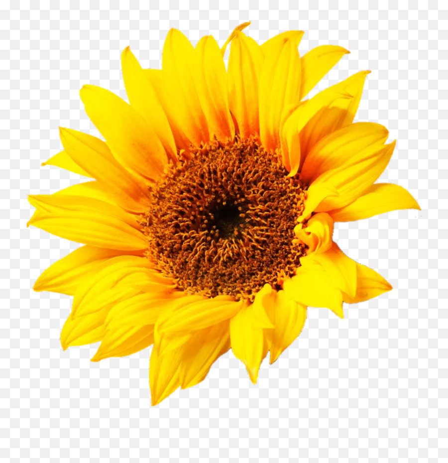 Aesthetic Flowers Png - Clip Art Sun Flower,Sun Flower Png