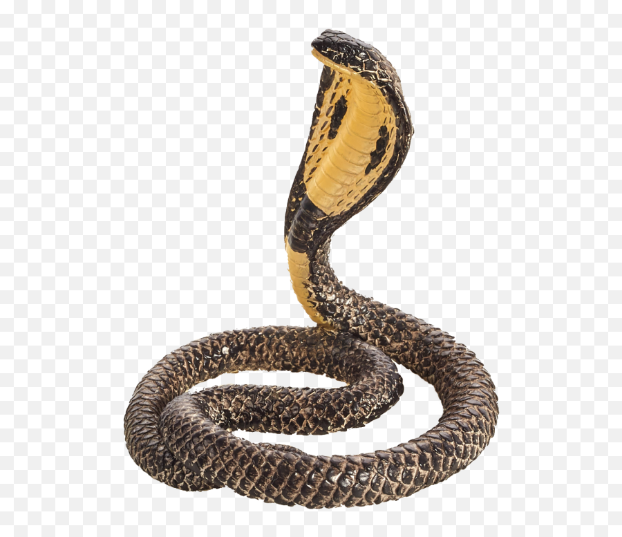 Mojo King Cobra - King Cobra Giant Snake Png,King Cobra Png
