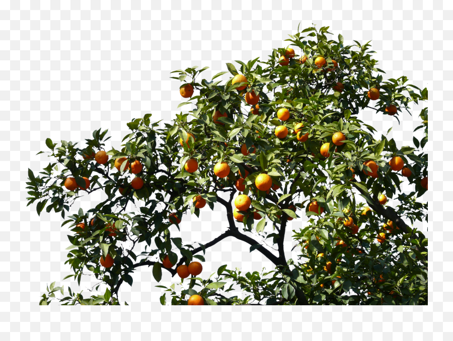 Orange Tree - Transparent Fruit Tree Png,Fruit Tree Png