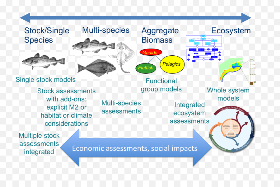 Ecosystem Model Png