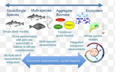Ecosystem Model Png