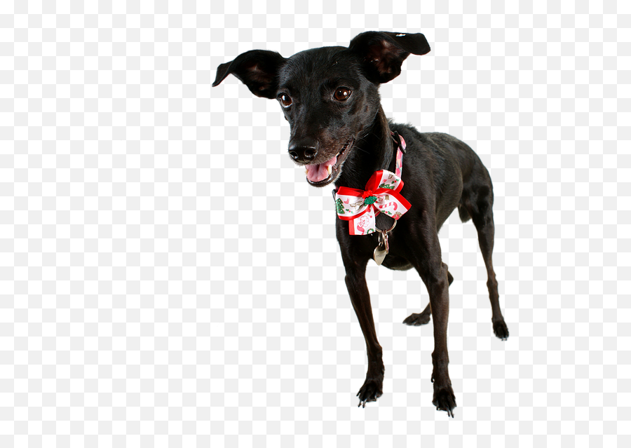 Dog Black Pet - Au Au Au Os Animais No Meu Quintal Png,Black Dog Png