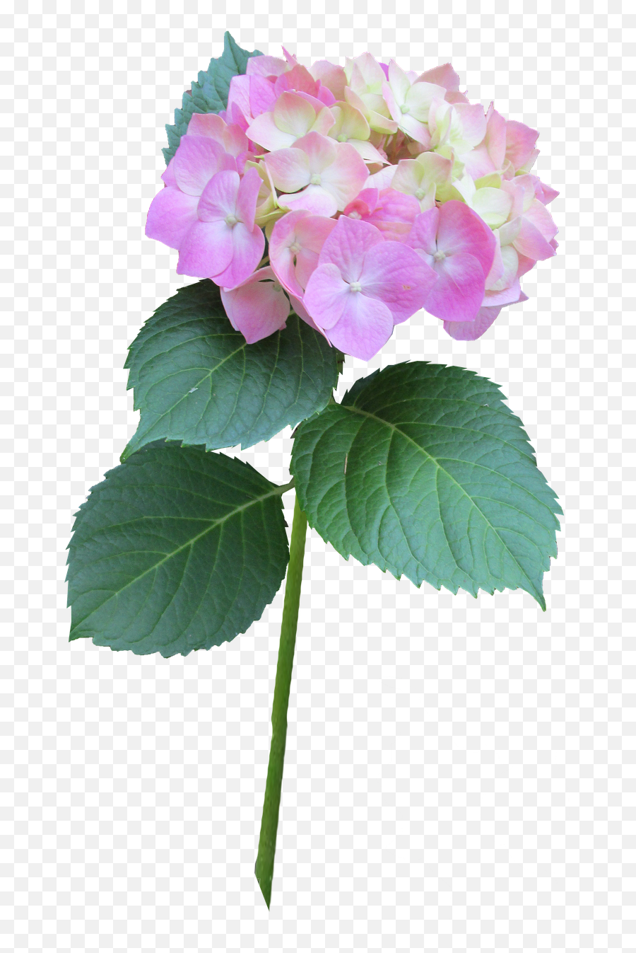 Hydrangea Pink Stem Free Pictures - Hydrangea Flower Plant Png Hydrangea Paniculata Pink Lady Tubes Transparent,Hydrangea Png