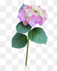 Hydrangea Pink Stem Free Pictures - Hydrangea Flower Plant Png Hydrangea Paniculata Pink Lady Tubes Transparent,Hydrangea Png