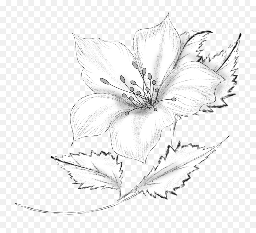 Roula Kantaridou Flowers Vector - Flower Pencil Sketch Png,Flower Drawing Png
