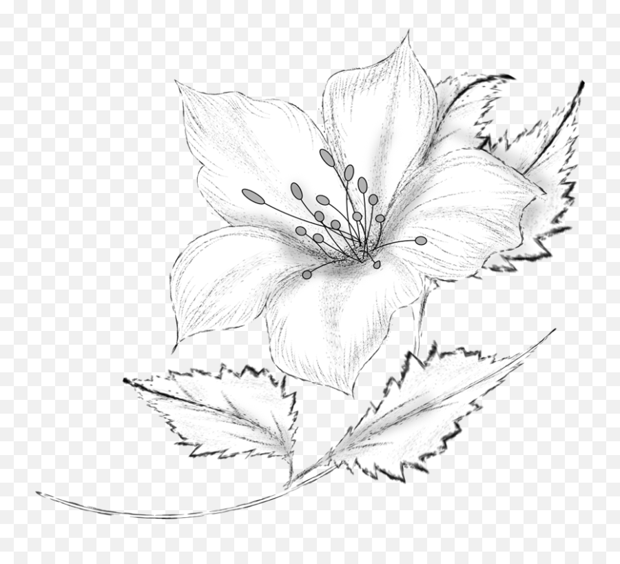 35+ Flower Drawing Pencil Vector Free