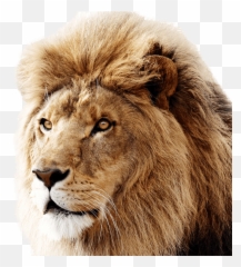 Mountain Lion Png - Os X Lions Are Not As Cool As Os X Mac Os X Lion,Lion Png Logo