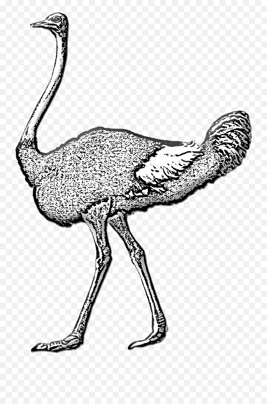 Ostrich Wild Bird Large - Common Ostrich Png,Ostrich Png