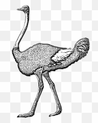 Ostrich Wild Bird Large - Common Ostrich Png,Ostrich Png