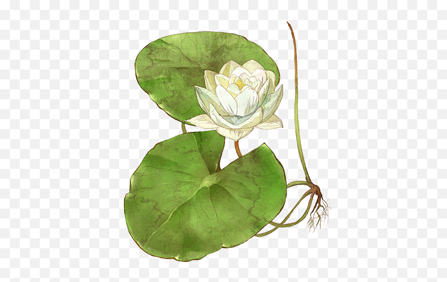 Water Lily - Sacred Lotus Png,Water Lily Png