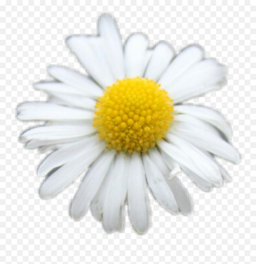 Download Freetoedit Daisy White Flower Flowers Yellow Cute - Lovely Png,White Daisy Png