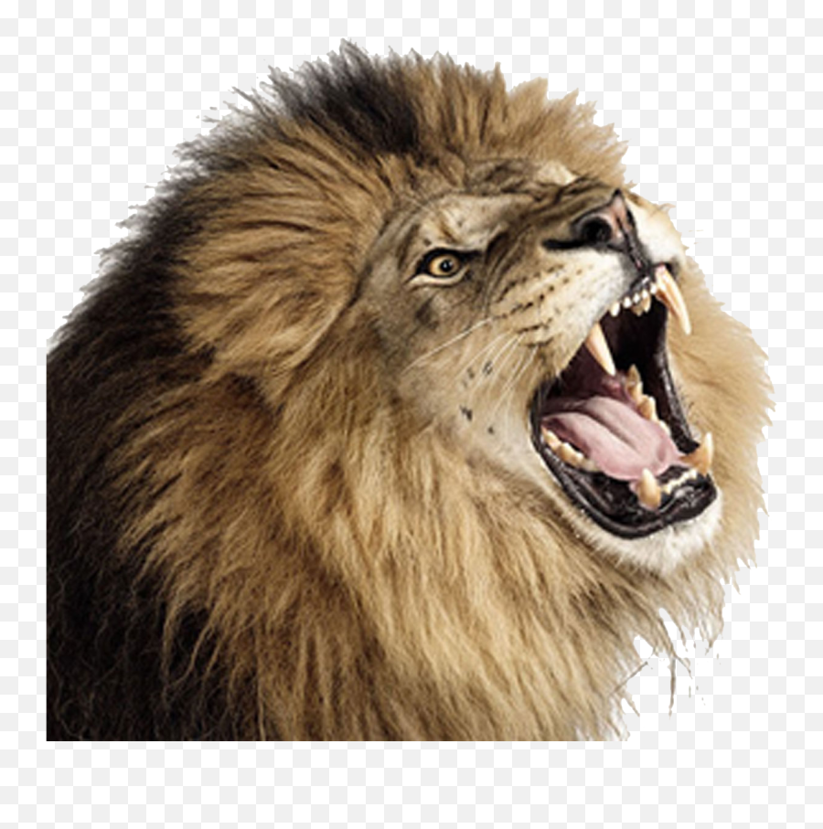 Roaring Lion Png Photos - Lion Png,Lion Roar Png
