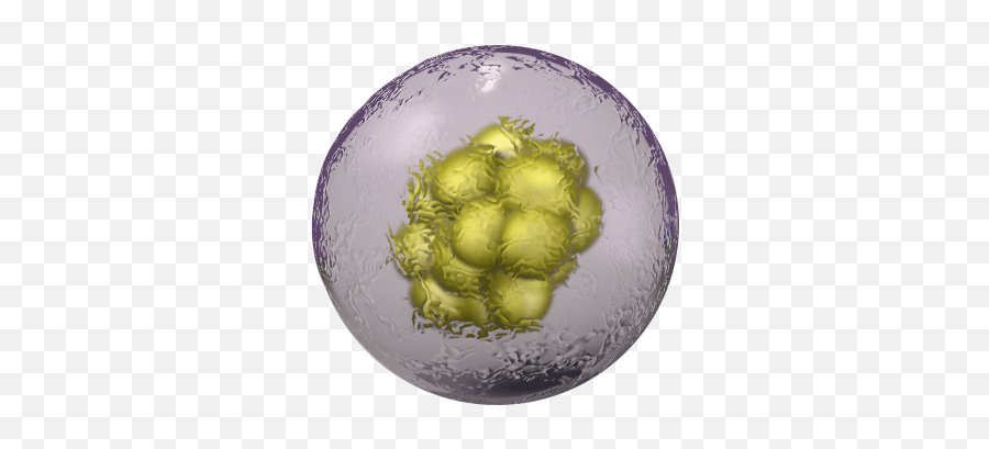 Stem Cells - Haematopoietic Stem Cells Plate Png,Cell Png