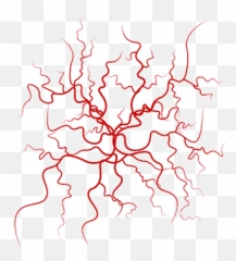 The Major Systemic Veins Two Major Systemic Veins Png Veins Png Free Transparent Png Images