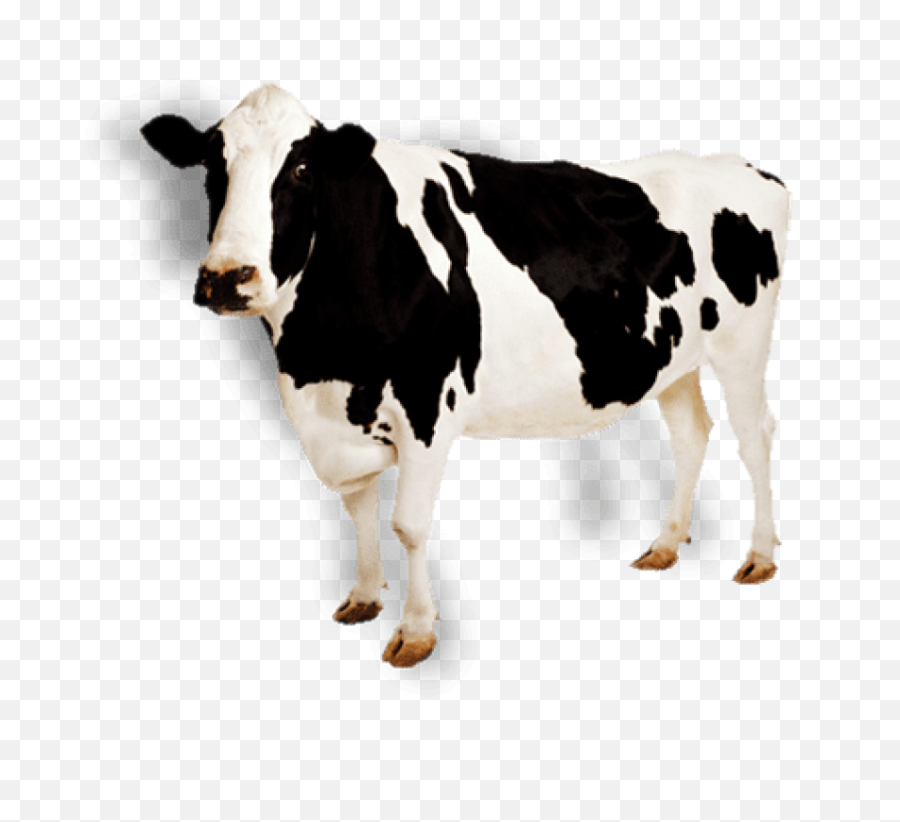 Cow Png Images - Transparent Background Cow Transparent,Cattle Png