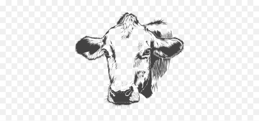 400 Free Cow U0026 Farm Illustrations - Pixabay Ringworm In Cattle Treatment Png,Cow Transparent
