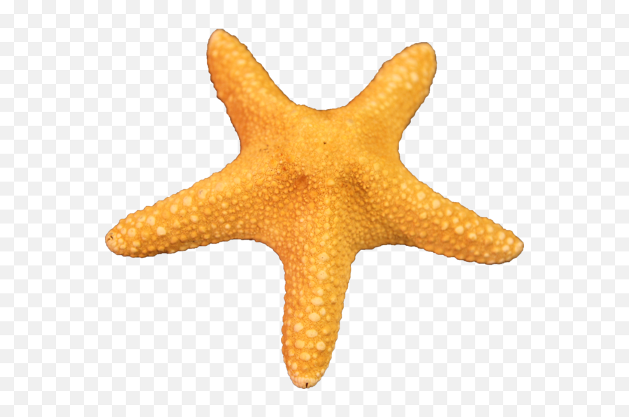 Free Download Starfish Png Images - Cartoon Transparent Starfish Png,Starfish Transparent