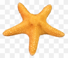 Free Download Starfish Png Images - Cartoon Transparent Starfish Png,Starfish Transparent
