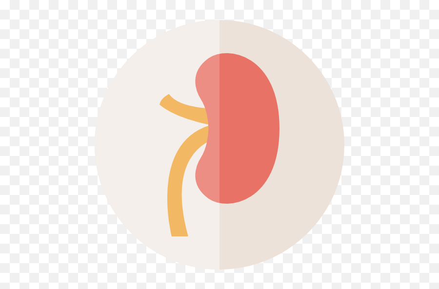 Spleen - Human Organ Spleen Png,Linen Icon