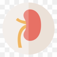 Spleen - Human Organ Png
