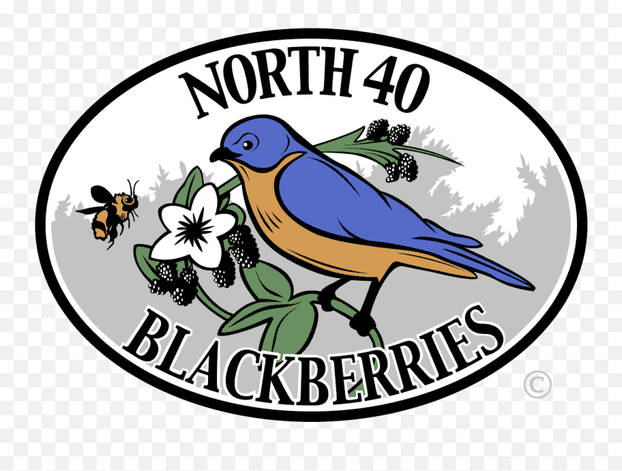 Home - N40 Berries Png,Weather Icon For Blackberry