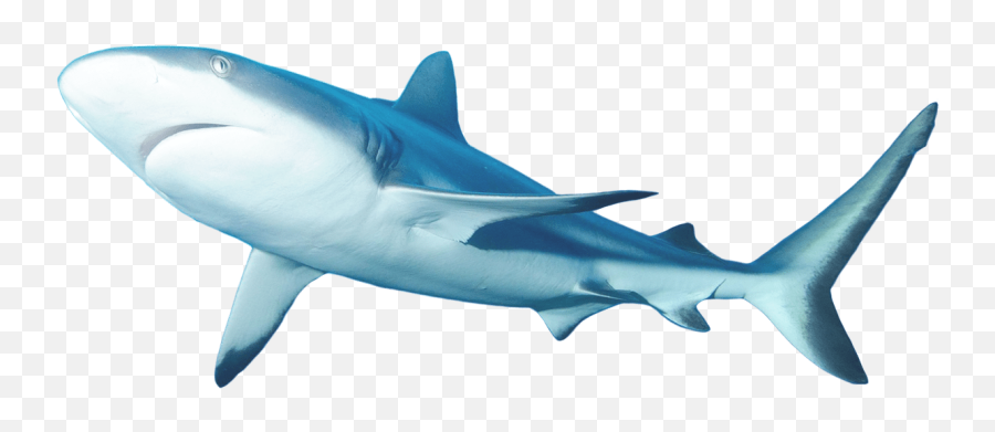Lemon Shark Clip Art Transparent - Great White Shark Png,Shark Clipart Transparent Background