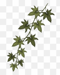Download Ivy Clip Art Free - Sizzix Garden Greens Thinlits Ivy Branch Png,Ivy Png