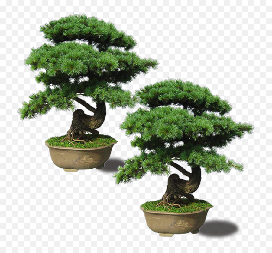 Download Maple Pinus Thunbergii Plant - Bonsai Png,Bonsai Tree Png