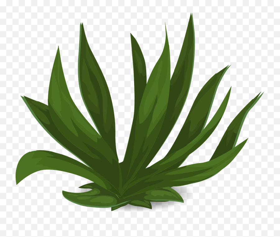 Grasses Green Plants - Green Plant Transparent Png,Wild Grass Png