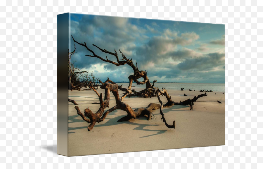 Driftwood - Driftwood Png,Cloudy Sky Png