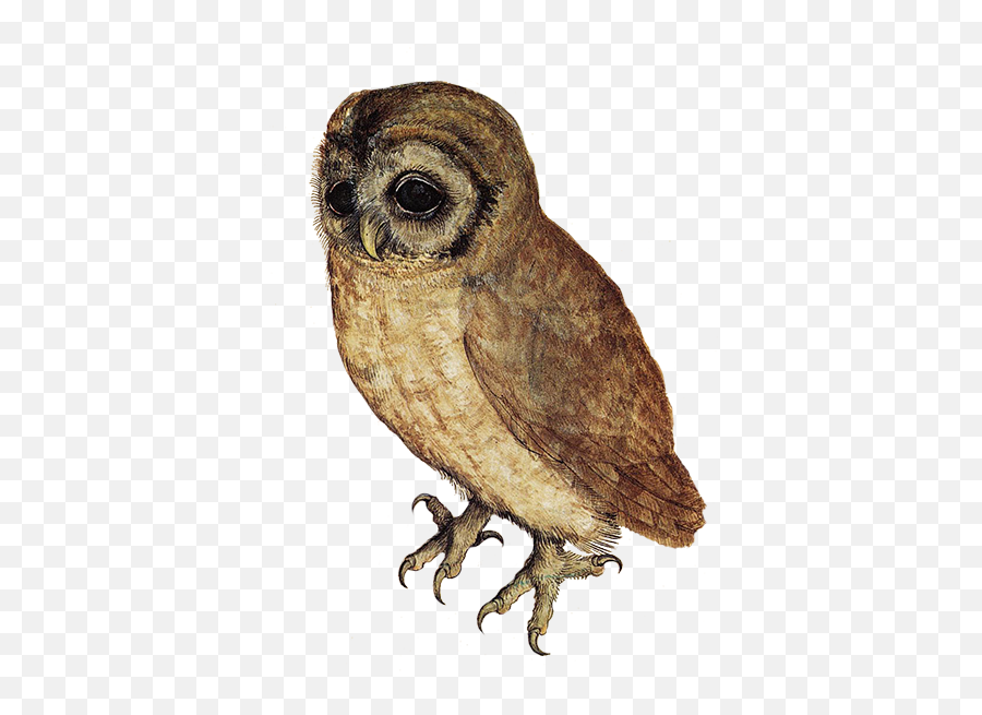 Download Owl Png Transparent - Arbrecht Durer,Owl Transparent