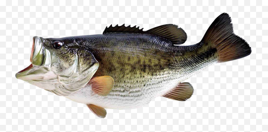 Fish Png Image - Transparent Background Bass Fish Png,Fish Png Transparent