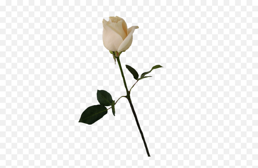 Download Hd Flower Stems Png - White Rose Bud Transparent Single White Rose Png,White Roses Png