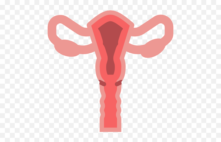 Uterus - Reproductive System Female Png,Uterus Png