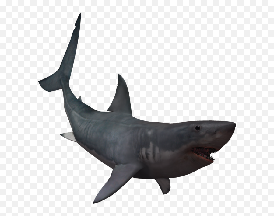Download Drawing Shark Real Svg Library - Giant Great White Shark Png,Shark Transparent Background