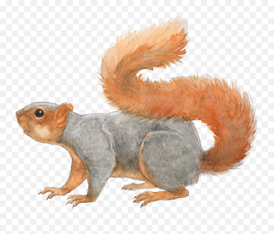 Squirrel Transparent Png File - Fox Squirrel Transparent,Squirrel Transparent