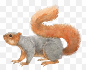 Squirrel Transparent Png File - Fox Squirrel Transparent,Squirrel Transparent