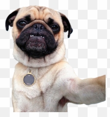 Perro Pug Png Uploaded - Perros Pug Png,Pug Png