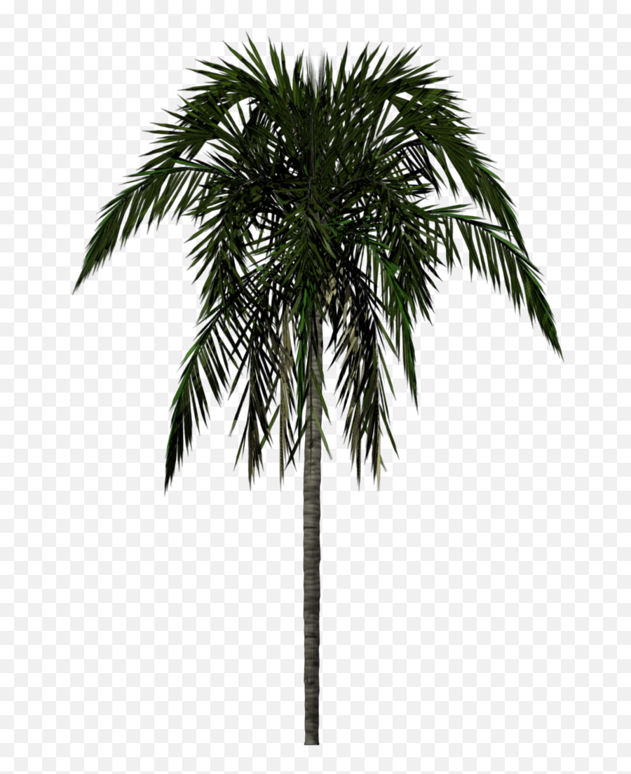 Png Background - Palm Tree Render Png,Palm Trees Transparent