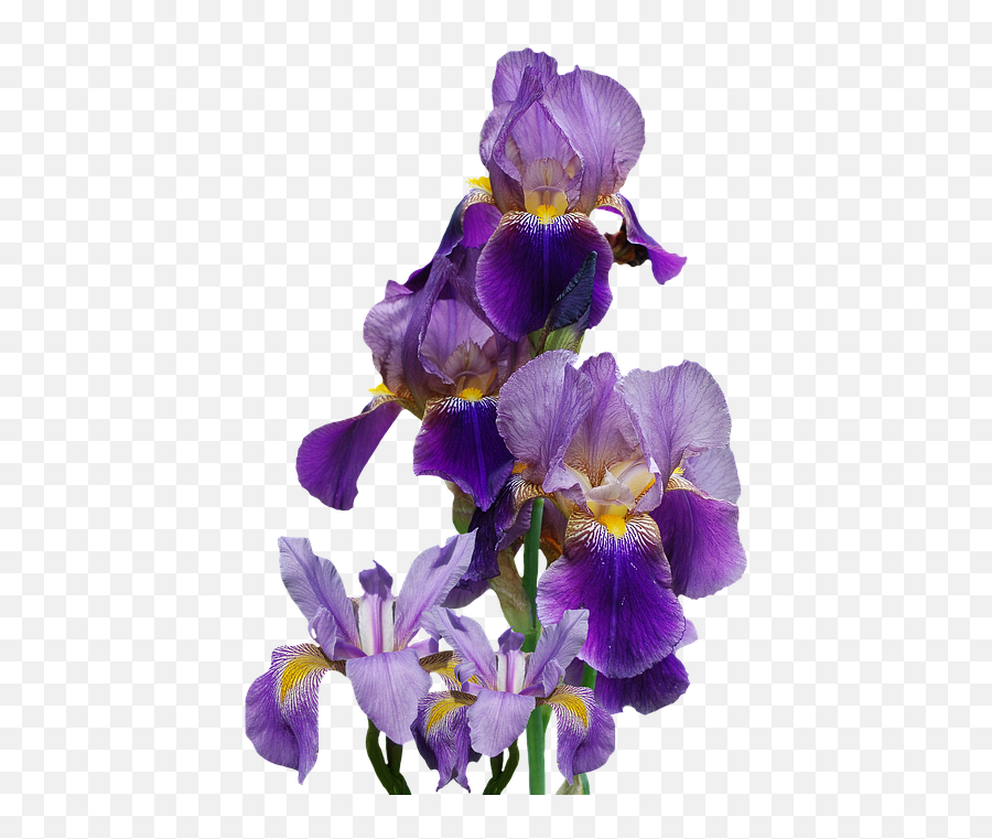 Isolated Nature Blue Flower Iris Png - Iris Flowers Transparent Background,Pixel Flower Png
