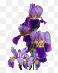 Isolated Nature Blue Flower Iris Png - Flowers Transparent Background