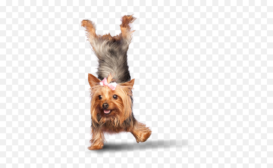 Dog Walking Pets Get Physical - Yoga Dogs Png,Pets Png