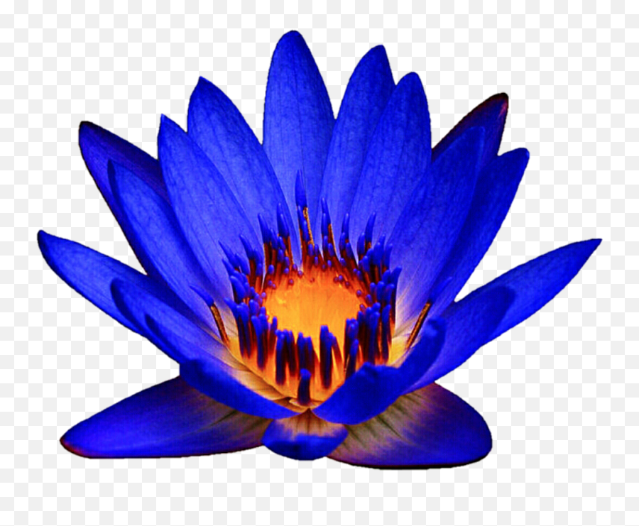 Download Ocean Blue Waterlily By - Blue Water Lily Clipart Png,Water Lily Png