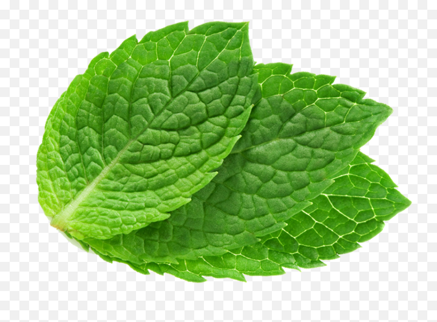 Mint Leaves Png Picture