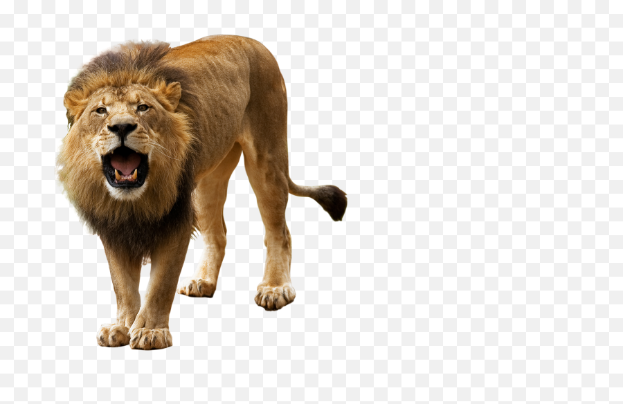Lion Roar Png Picture - Lion Png Full Hd,Lion Roar Png