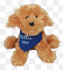 Toy Dog - Millie At The Hilton Png,Dog Toy Png