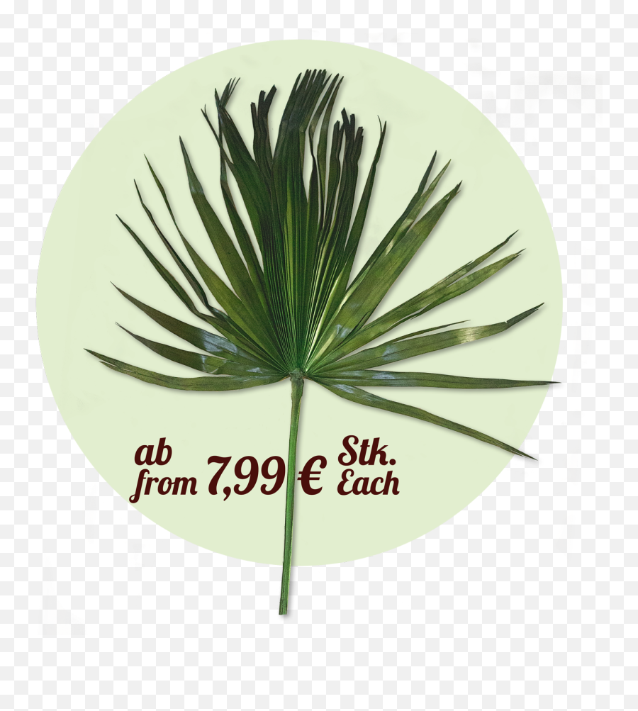 Palmen24 - Fresh Png,Palm Fronds Png