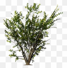 Desert Shrub Png 5 Image